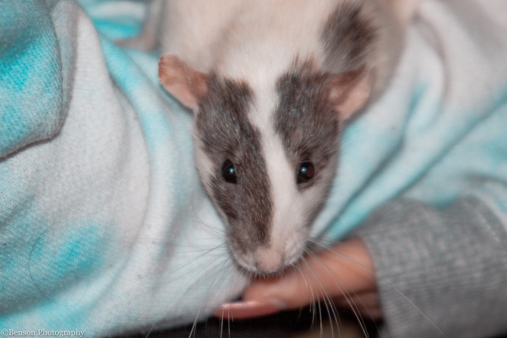 Honeyside Rattery and Rescue | Columbus OH