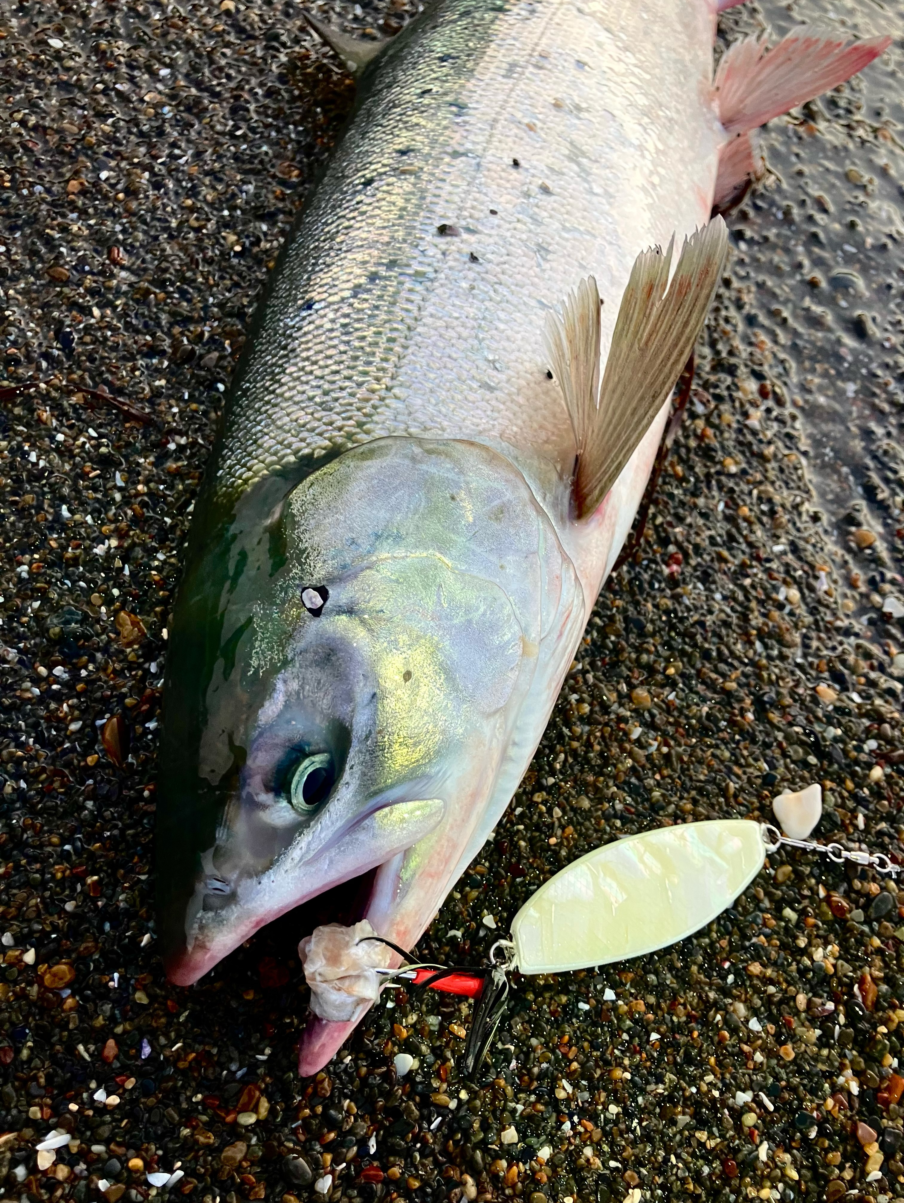 Lures - サーフヒラメテスト釣行の帰り道。 怪しい海の感じが的中