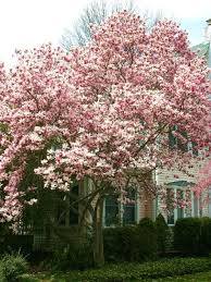 Saucer Magnolia... - Bartlett Tree Experts- Charlotte, NC | Facebook