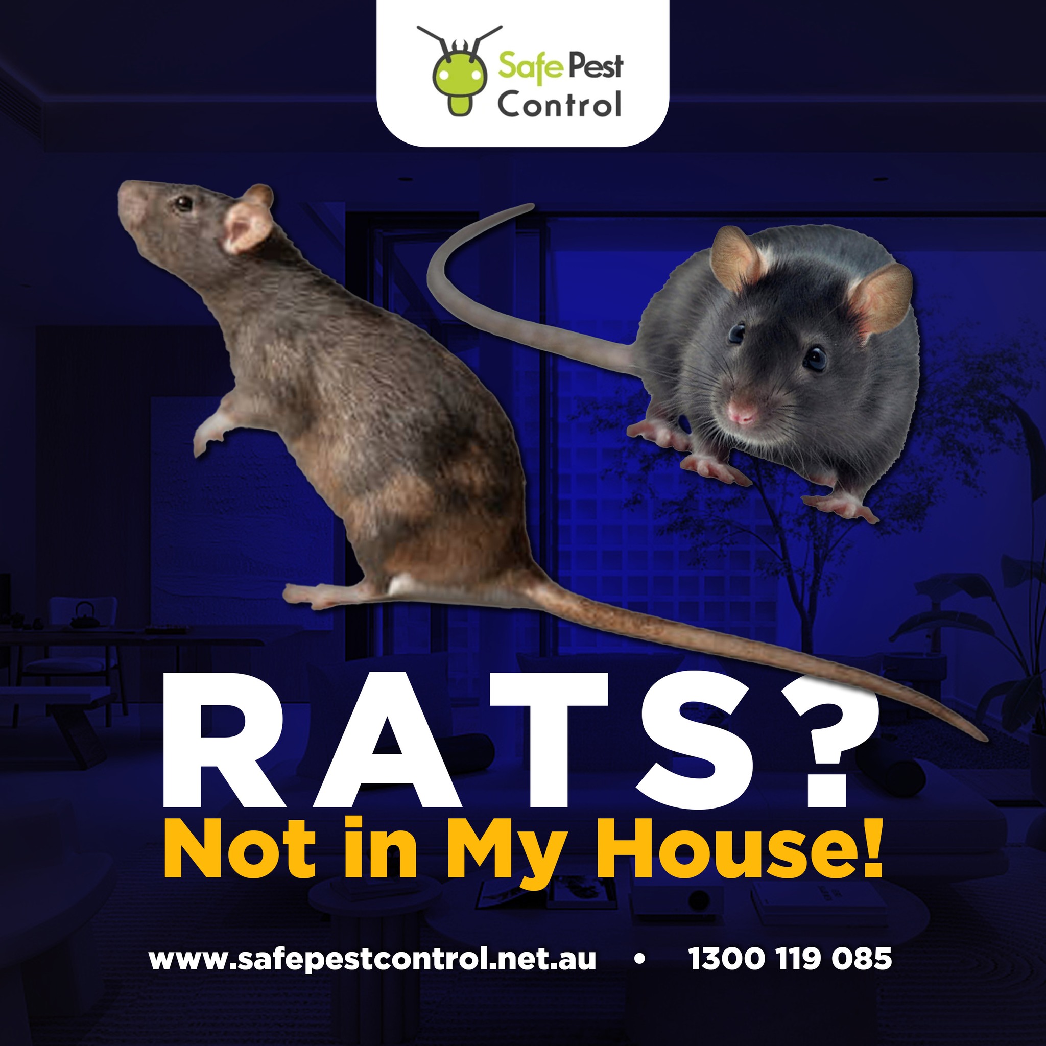 Safe - 🐀 RATS? Not in My House! If you’re hearing scratching in the ...