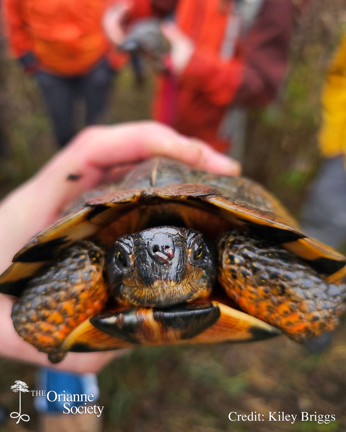 We see leeches on turtles all the... - The Orianne Society | Facebook