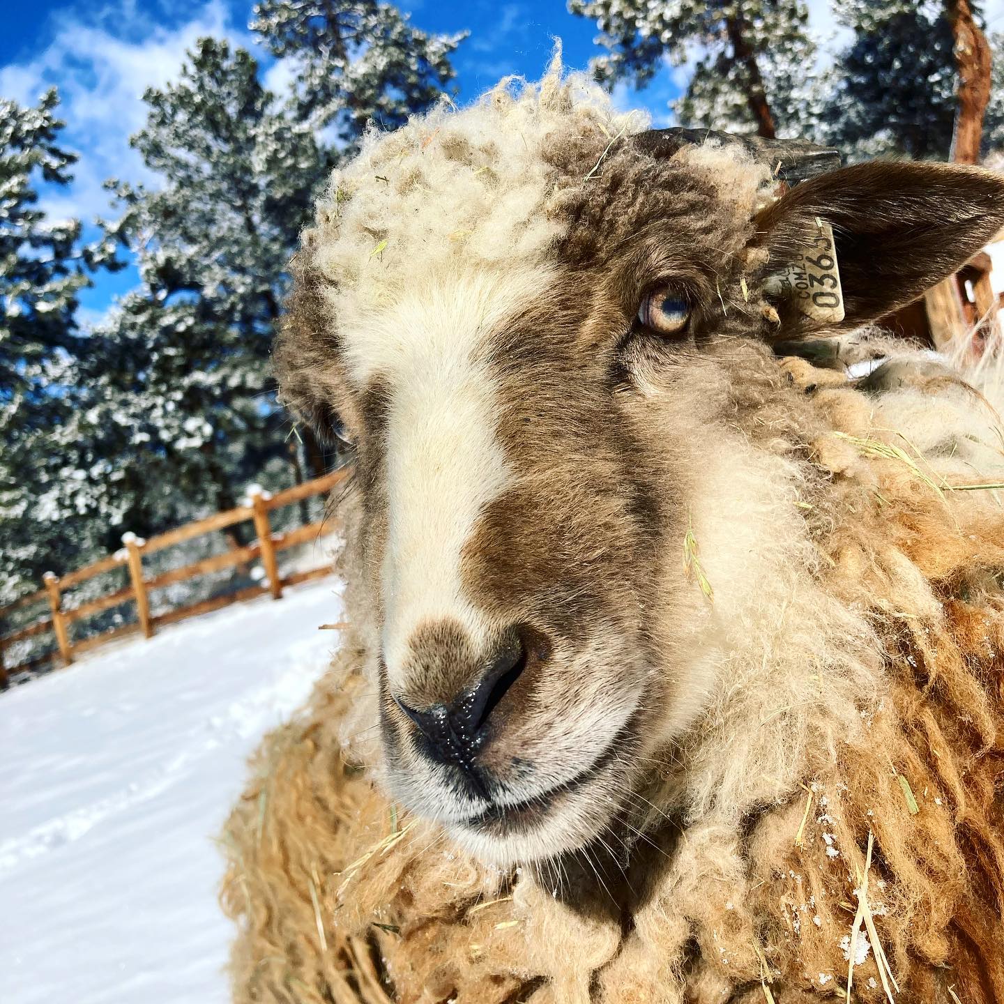 We decided our 4 wooly beauties... - Wild Mountain Ranch | Facebook