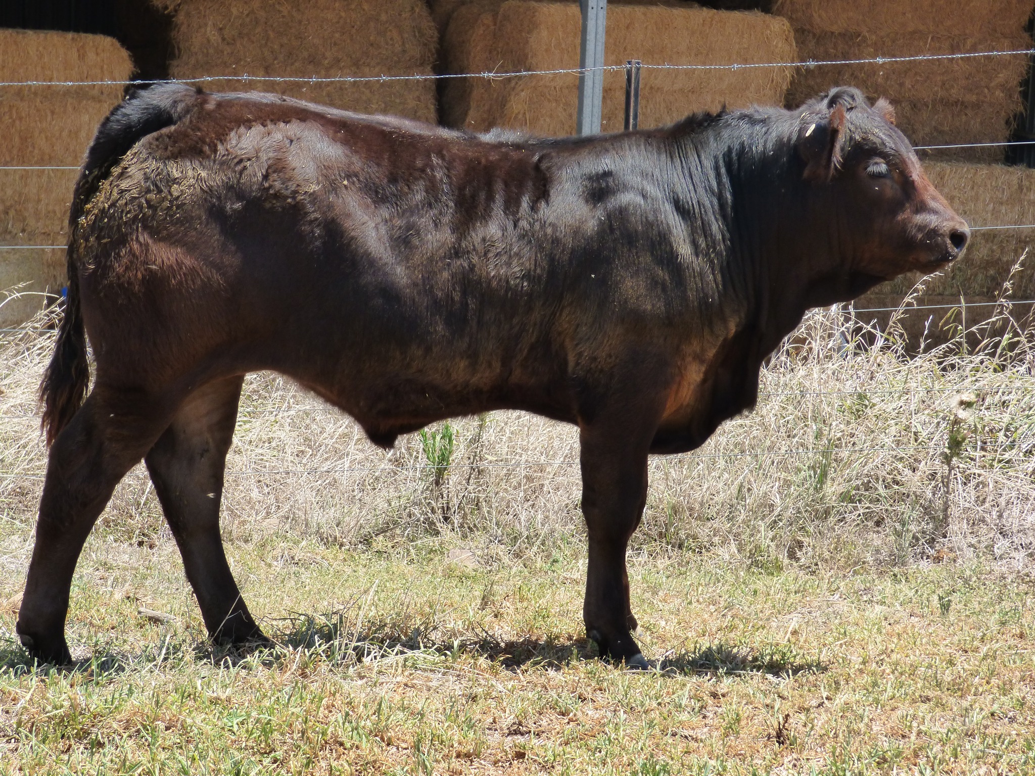 The Glen Innes Potential Show Steer Sale | Glen Innes NSW