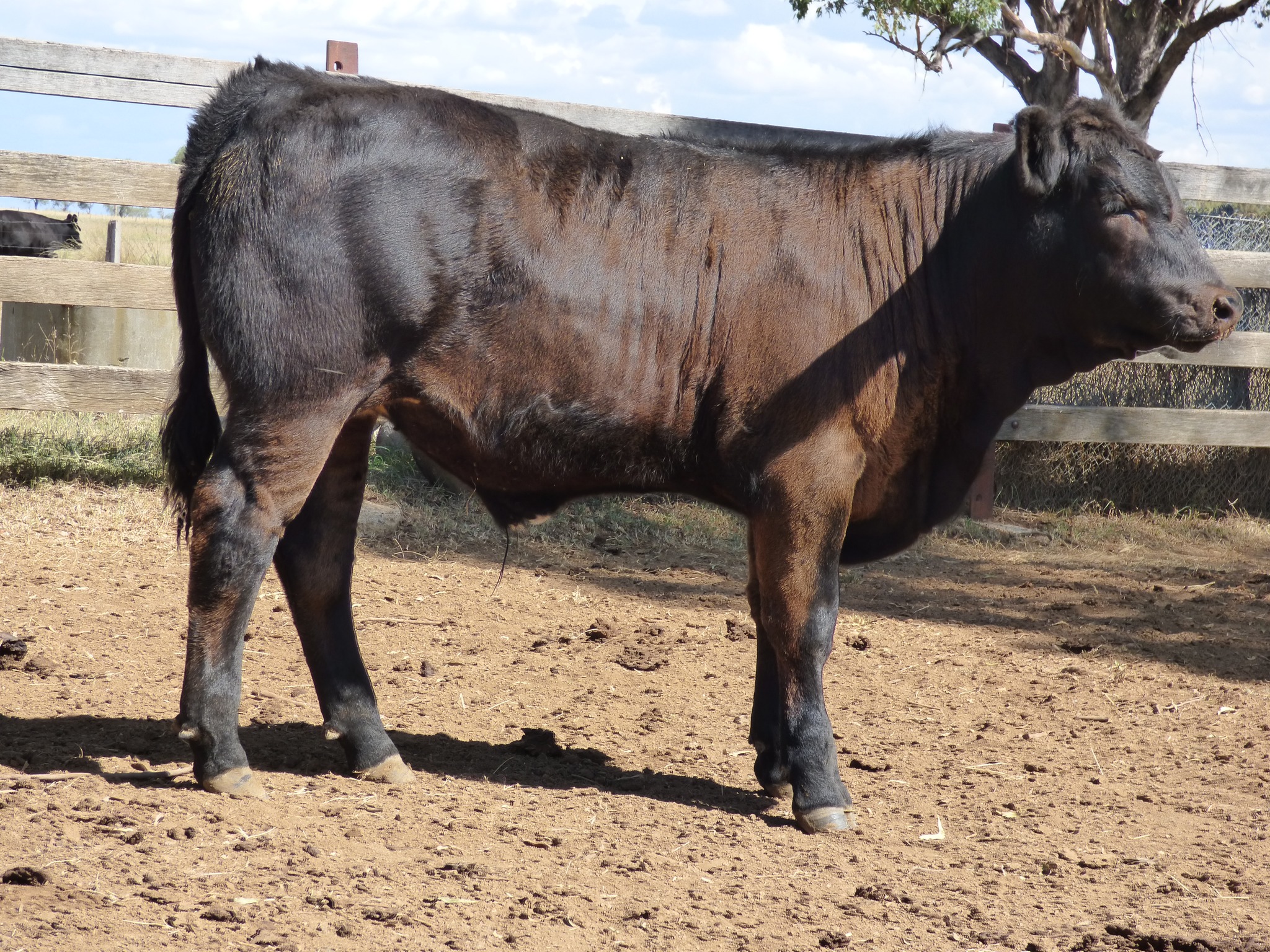The Glen Innes Potential Show Steer Sale | Glen Innes NSW