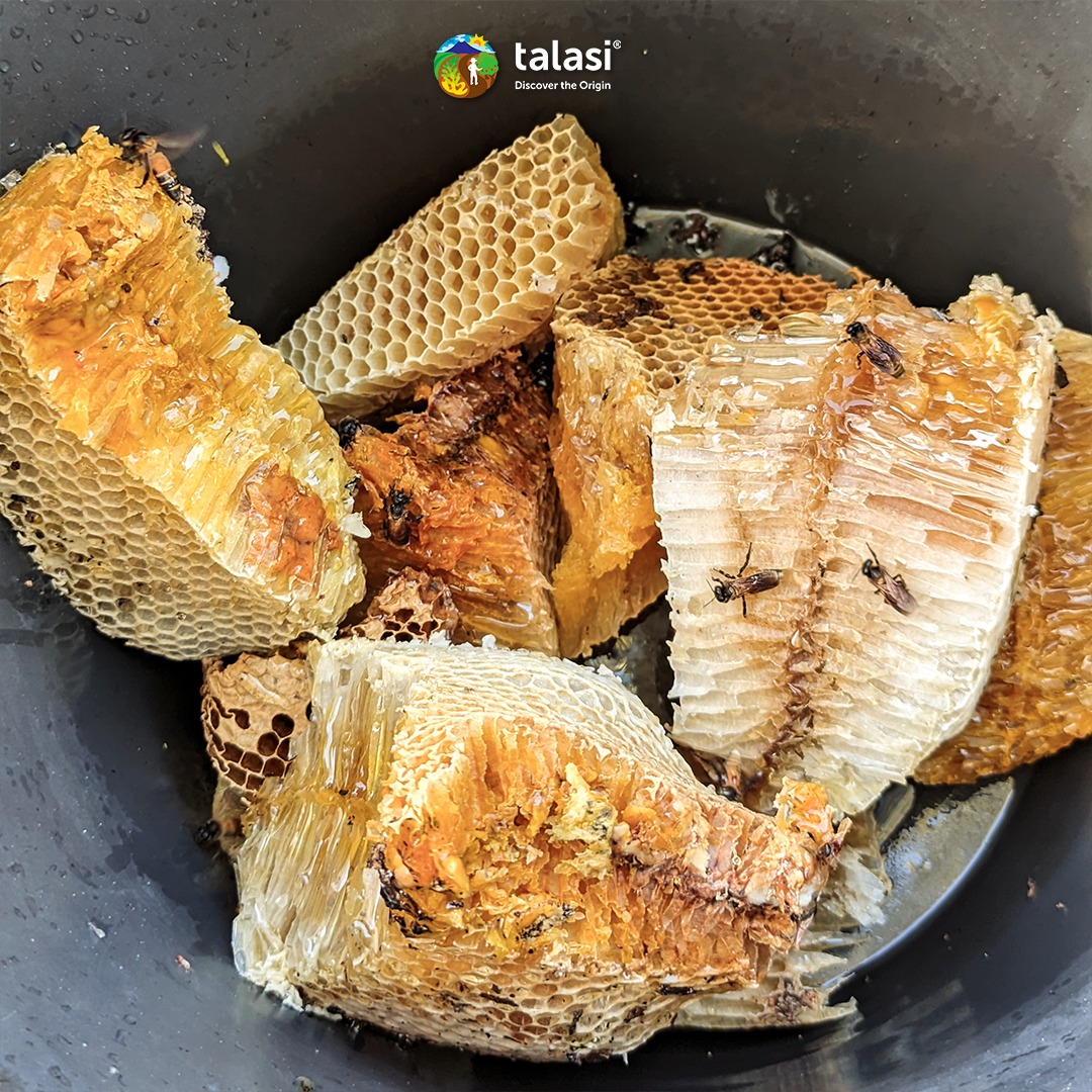 This is how Honey Rote bee hives look.... - Talasi Indonesia