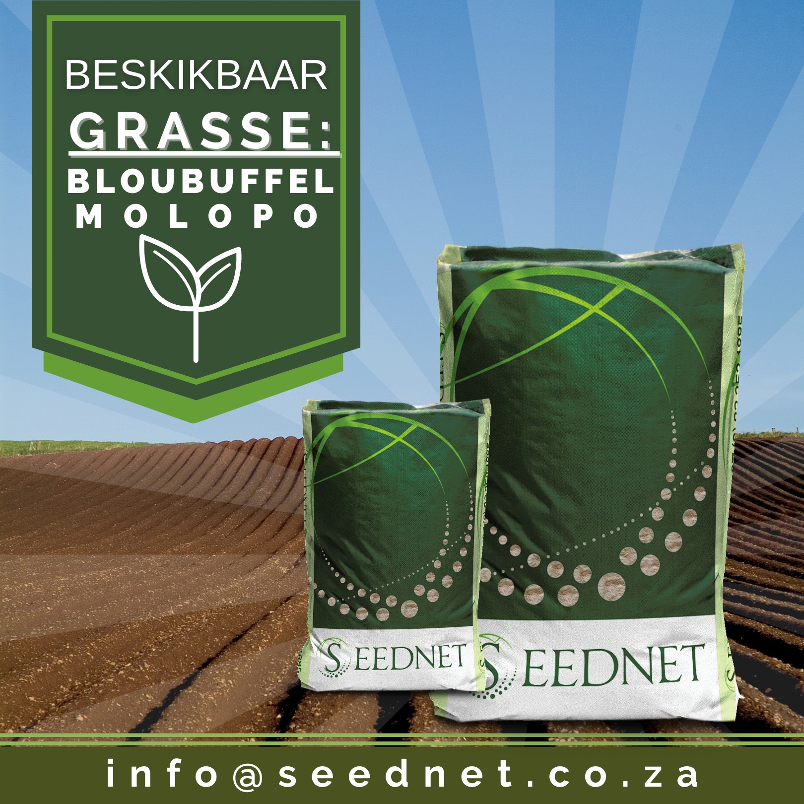 Seednet - BLOUBUFFEL - Molopo (Cenchrus ciliaris) - Sterk...