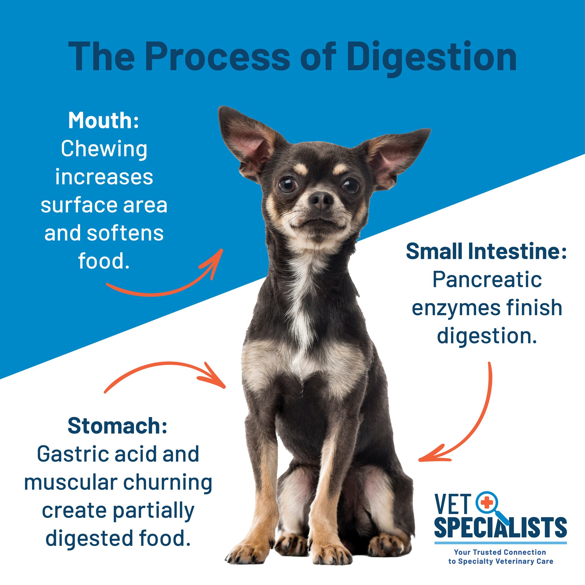 If your dog or cat struggles with vomiting, poor appetite, or signs of acid reflux, too much stomach acid could be to blame. Medications like Pepcid (famotidine) or Prilosec (omeprazole) can help