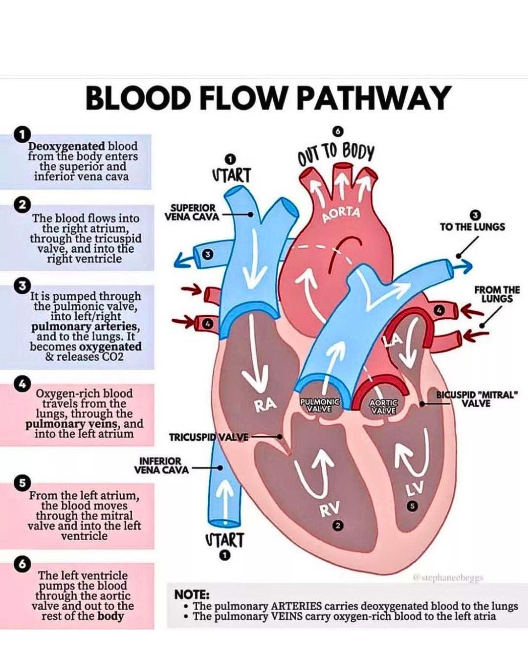 The heart's right side handles deoxygenated blood, sending it to the lungs. The left side manages oxygenated blood, sending it to the body. It's a perfect example of precision in motion —