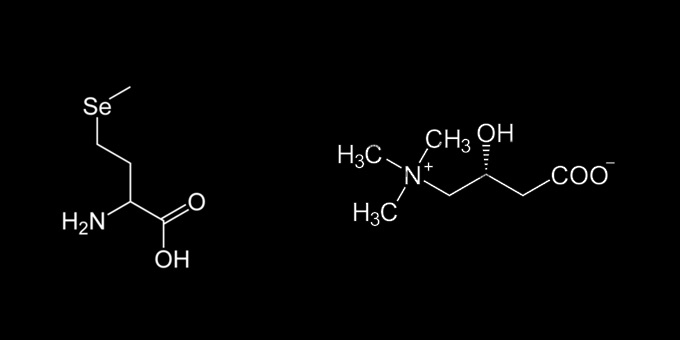 l carnitine graves disease L-carnitine supplementation at doses of 2–4 g/day has been shown in a randomized, double-blind, placebo-controlled trial by Salvatore Benvenga to reverse and prevent symptoms of iatrogenic hyperthyroidism in women receiving TSH-suppressive levothyroxine vitamin b12 patch ipamorelin benefits growth hormone Size:10 Kilograms Ultra