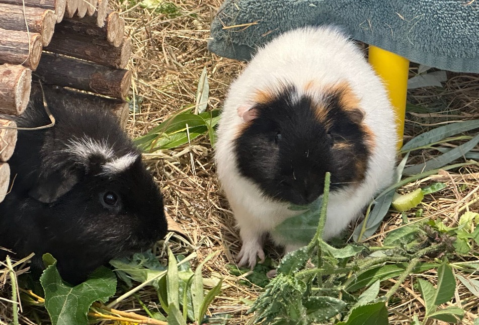 Photo inspiration: Curated Nontoxic Hay Guinea Pig Bedding Options Gallery View