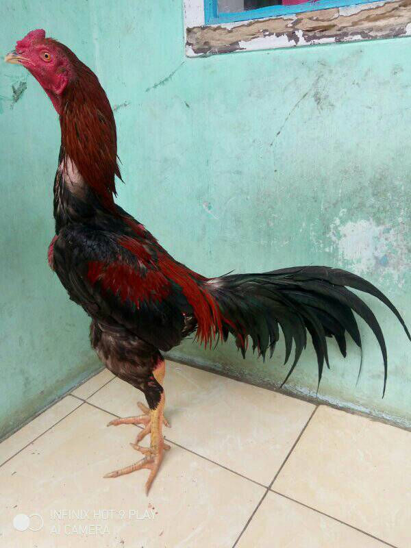 Grup ayam kawalu tasik malaya | gduh pacek sareng ramon penciteun ...