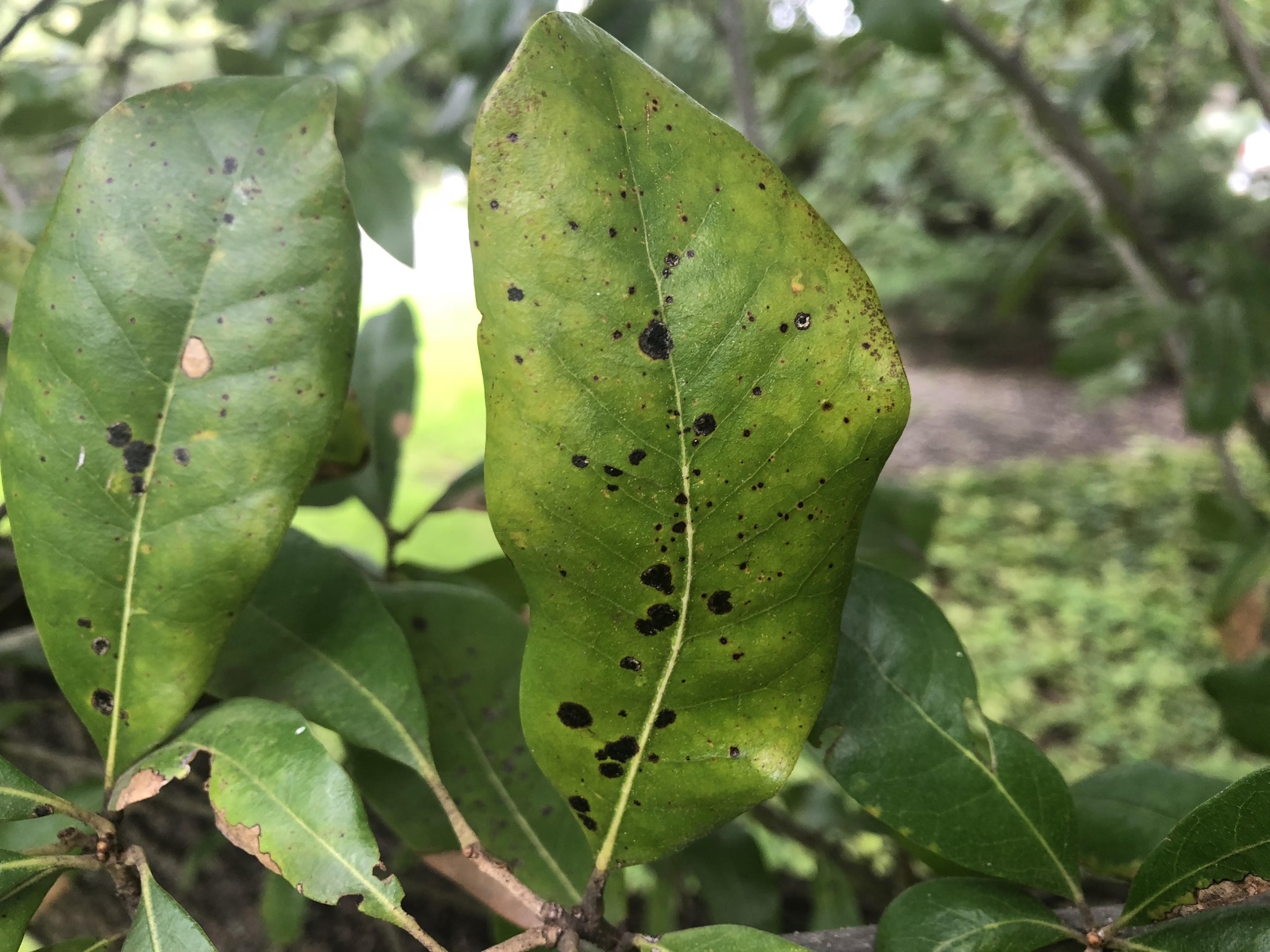 Sam - Oaktober check-up: seeing these black, tar-like spots on your oak ...