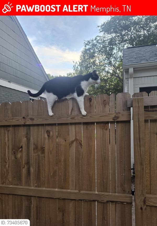 Lost tuxedo cat Oreo in Memphis, TN