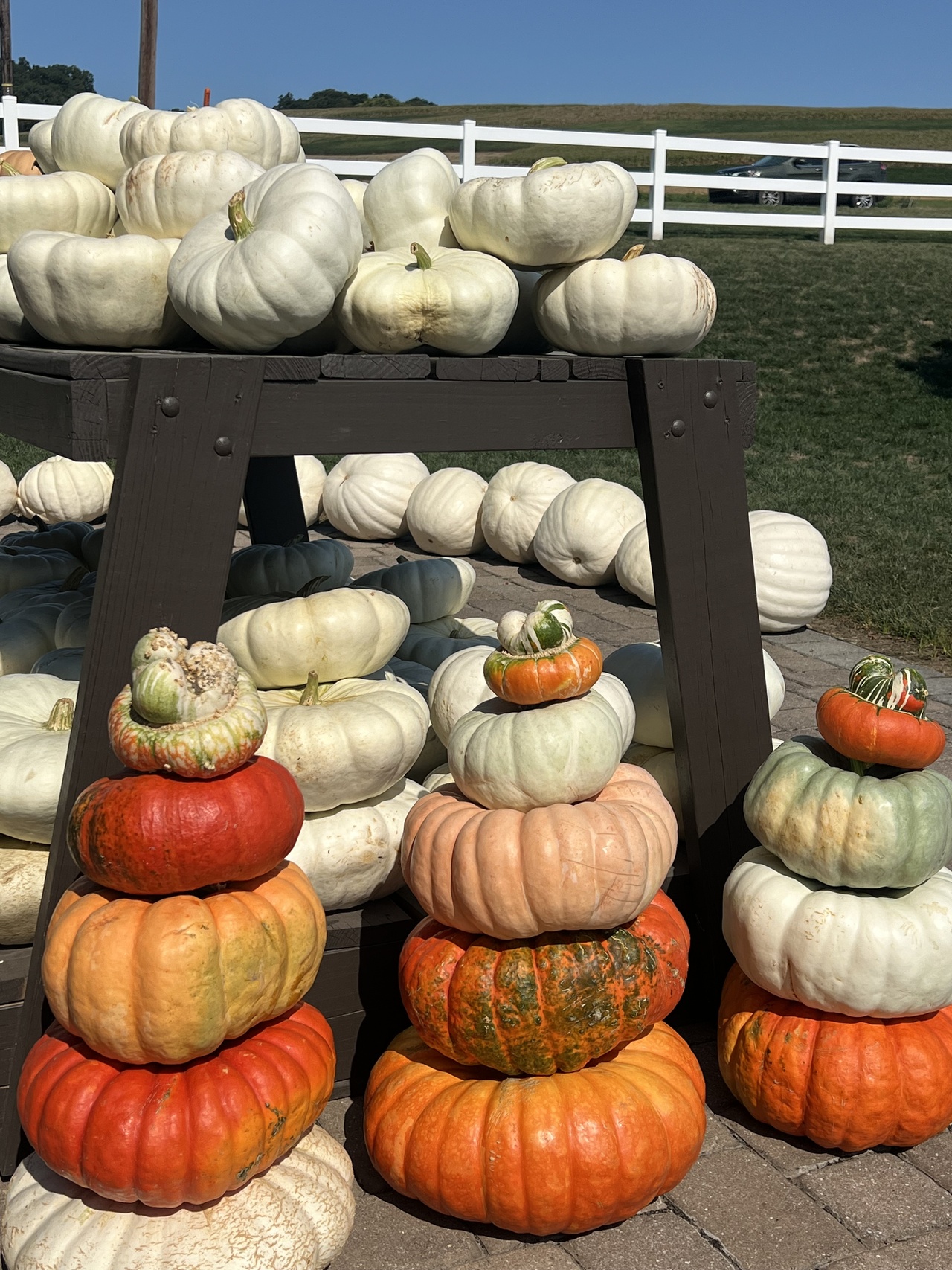 Hooray for pumpkin stacking season!... - Miller Plant Farm | Facebook