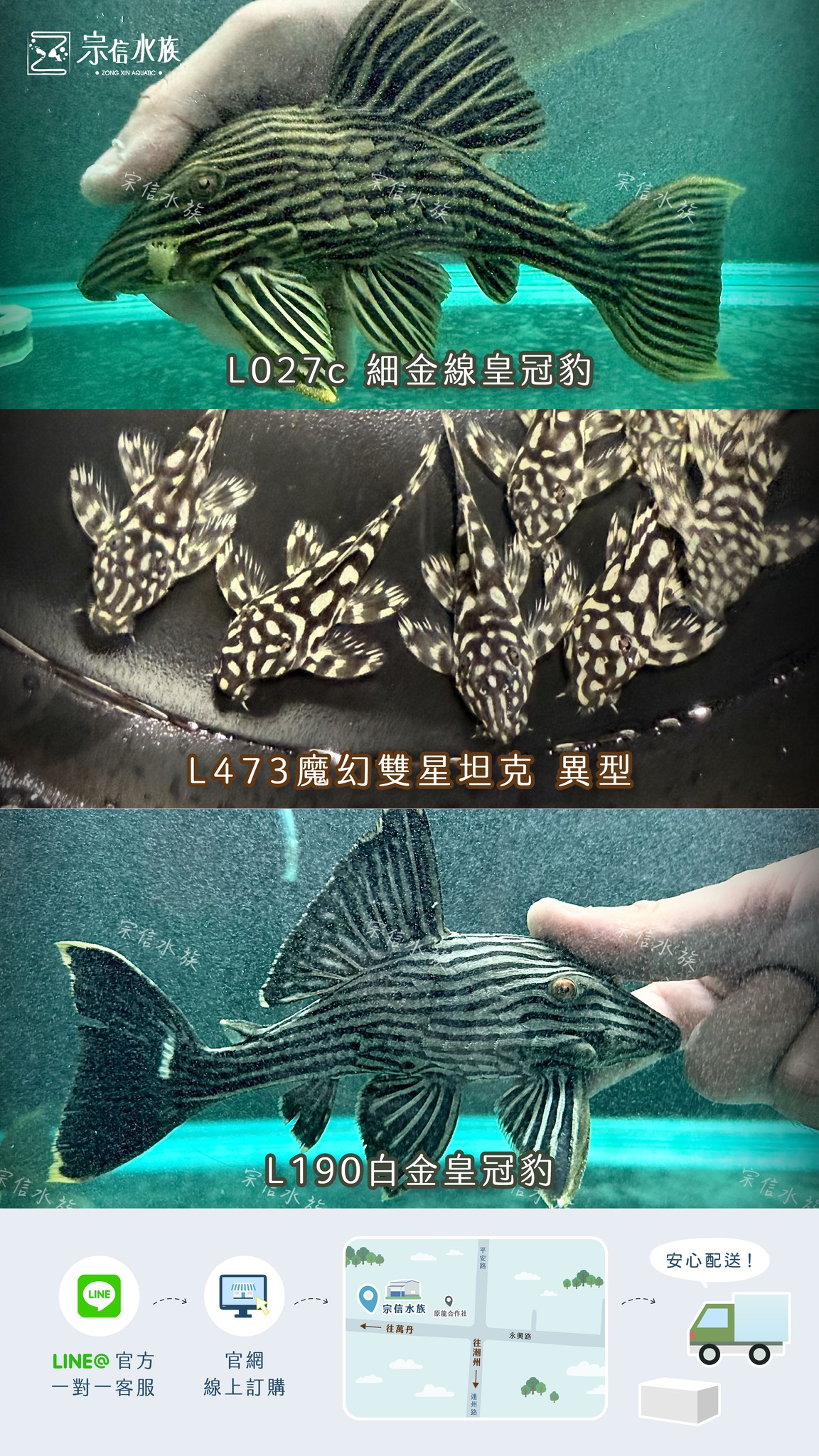 宗信水族 - 1/28 本週新品 現貨在店 歡迎參觀選購 🛒 🔥 年前優惠清池 綜合短身 / 球體龍鯉8-10cm 綜合三色泰獅 / 黑泰獅 ...
