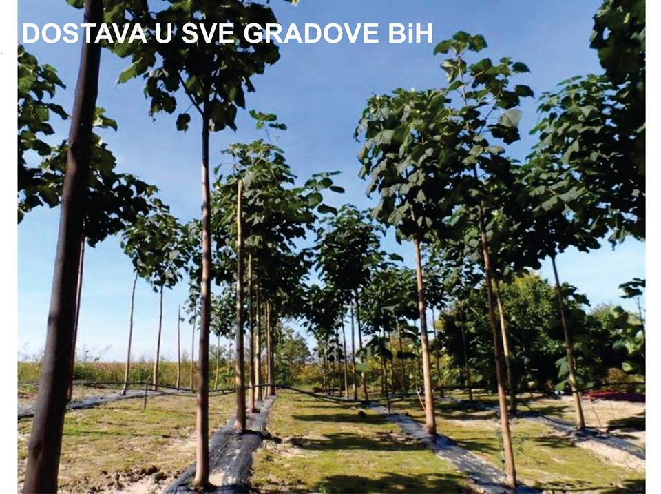 Paulownia Eko tree Banja Luka | Banja Luka