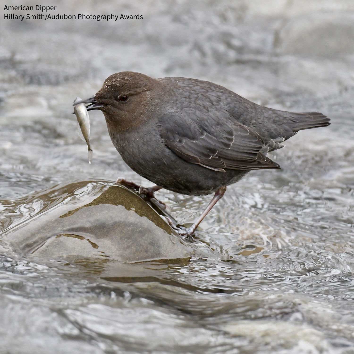 As the West’s “headwaters... - National Audubon Society | Facebook