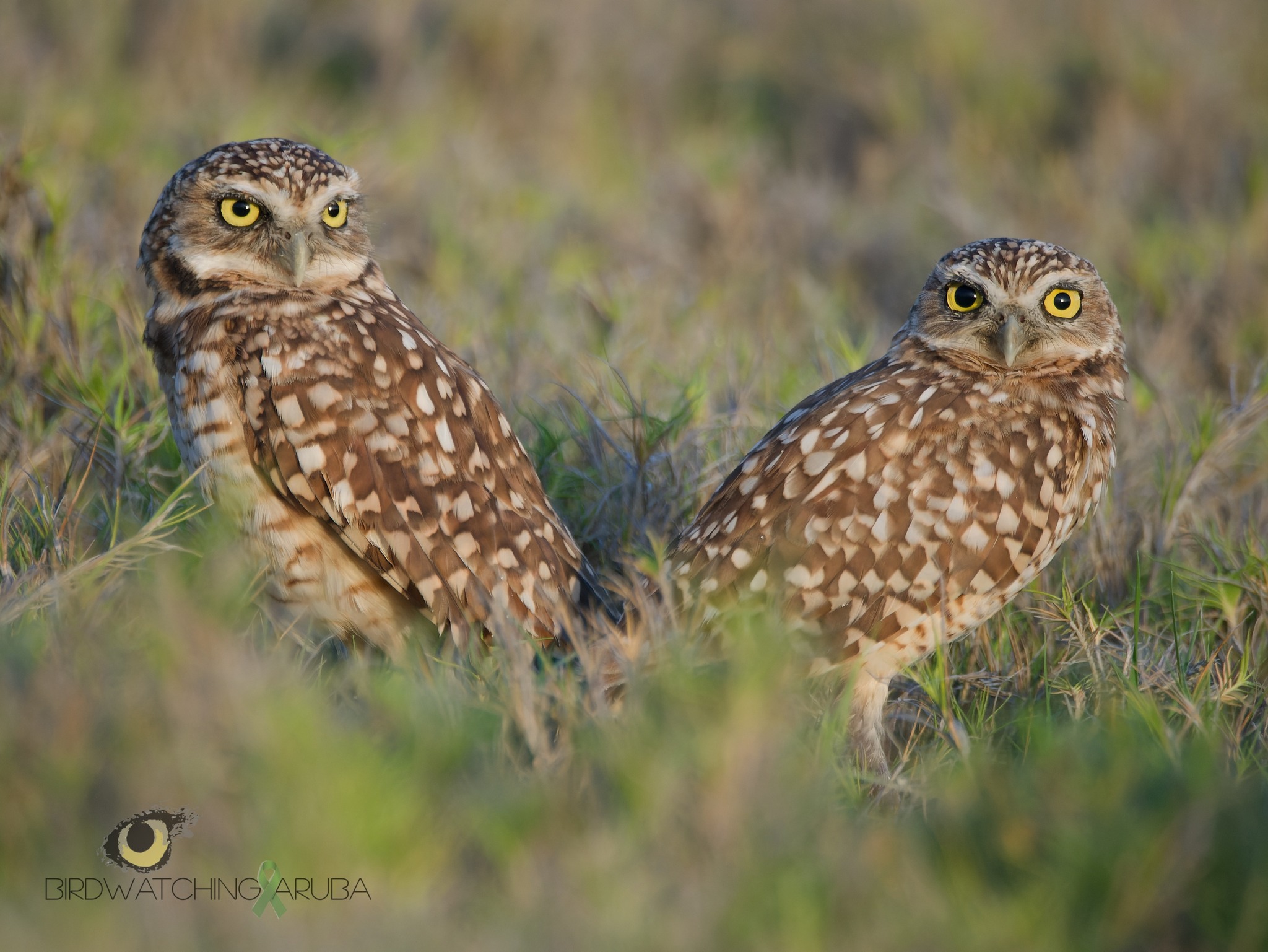 Birdwatching & Nature Tours Aruba | Oranjestad Aruba