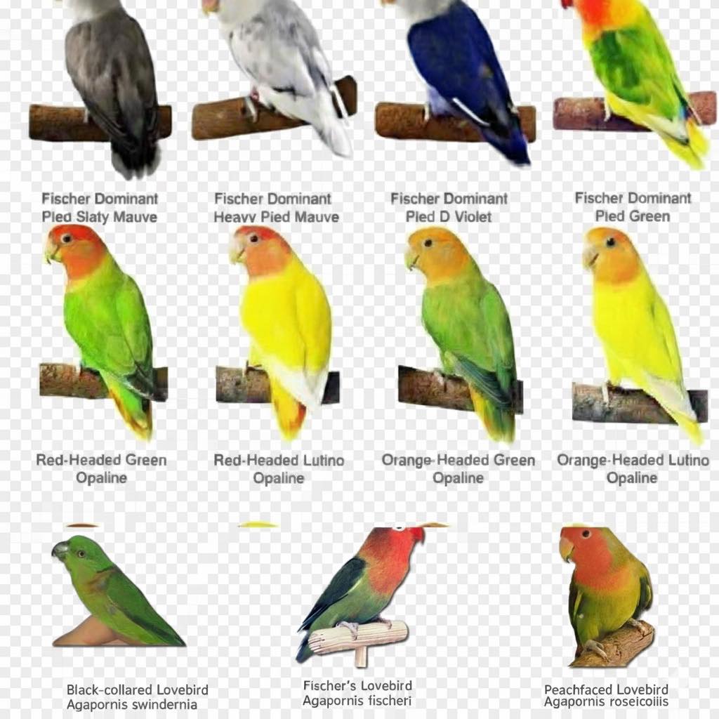 loving bird  9 Types of Lovebirds #birds #birdlovers