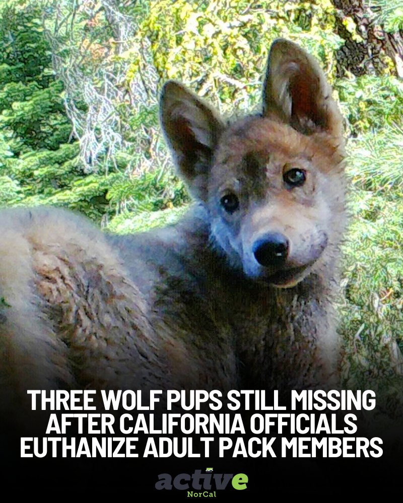 active-weeks-after-state-wildlife-officials-euthanized-the-adult