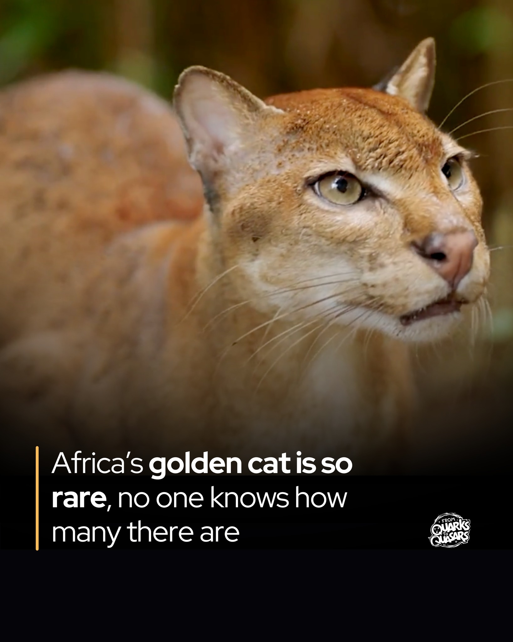 From - The rarest big cat in Africa is almost never seen alive. Africa ...