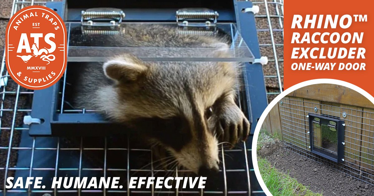 Meet the R108 Rhino™ Raccoon... - Animal Traps & Supplies | Facebook