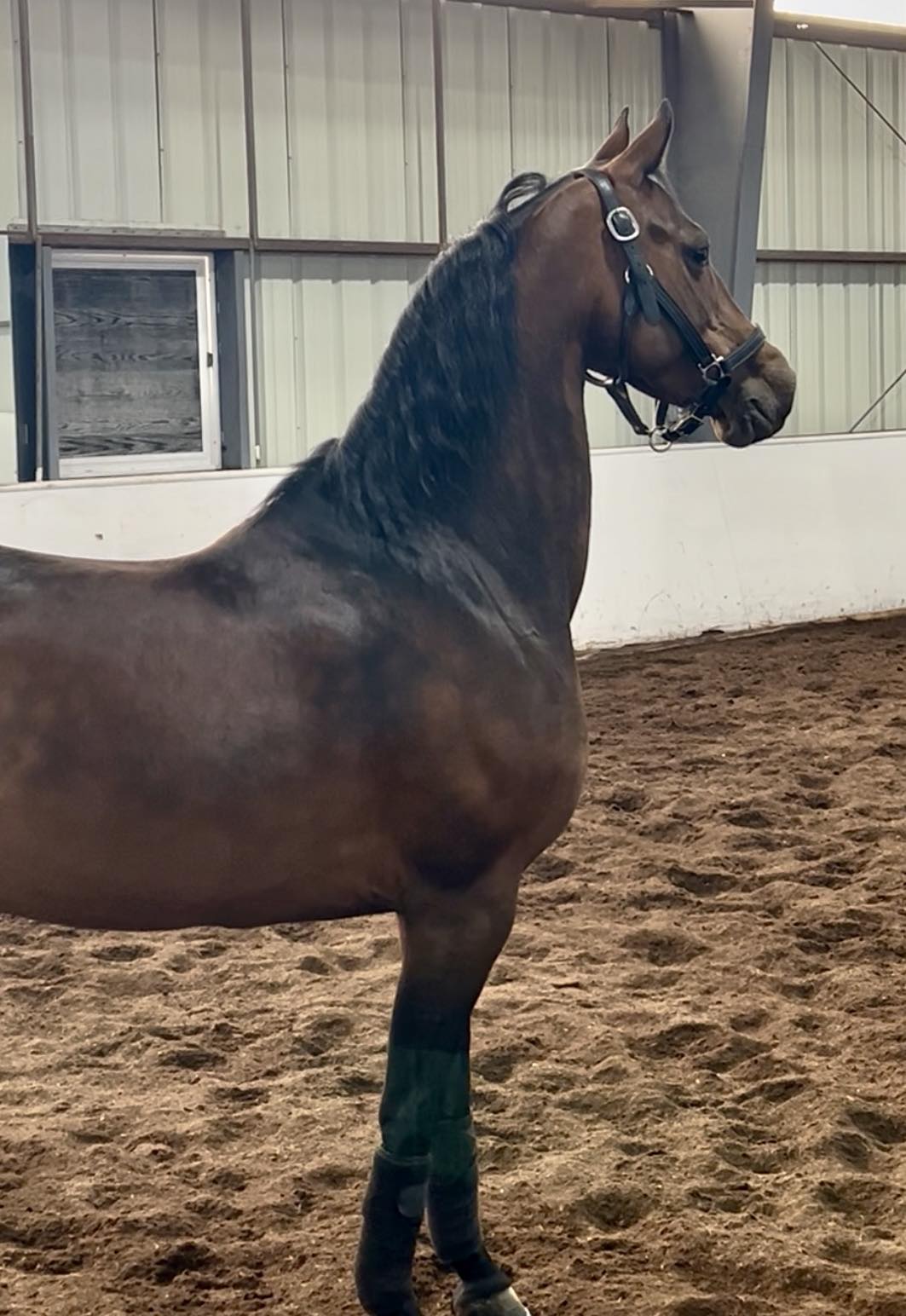 Cobalt Stables | Kansas City KS