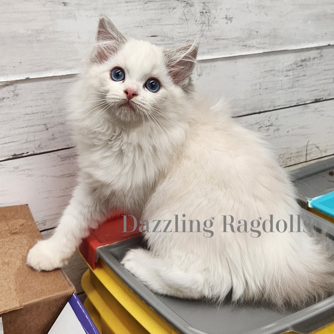 Dazzling Ragdolls - Baltimore Ragdoll Kittens