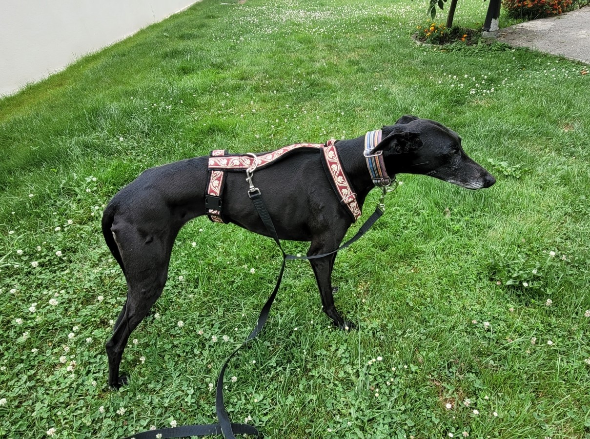 SlowTon Harnais Et Laisse Pour Petit Chien - Harnais Rembourré Ajustable Sans Traction, Idéal Chiots Et Petits Chiens