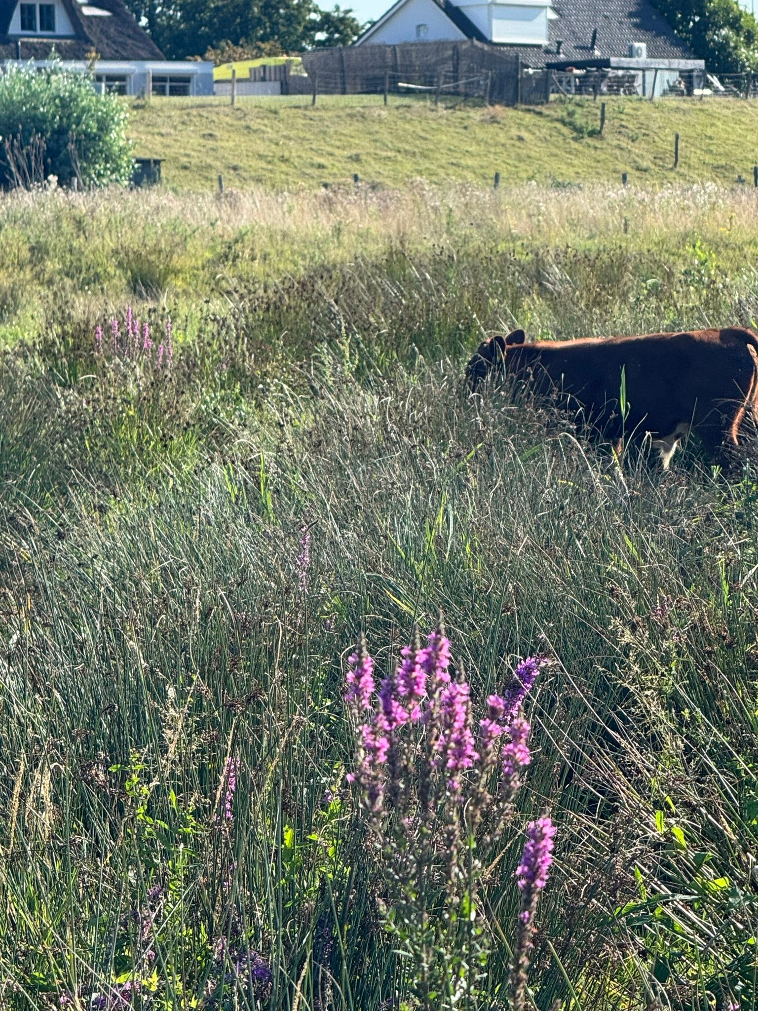 Boer Spierings - Afgelopen week stond er een prachtig stuk in de krant ...