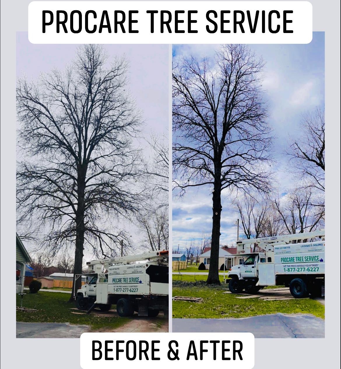 💥 Before and After 💥 📞... - ProCare Tree Service LLC | Facebook