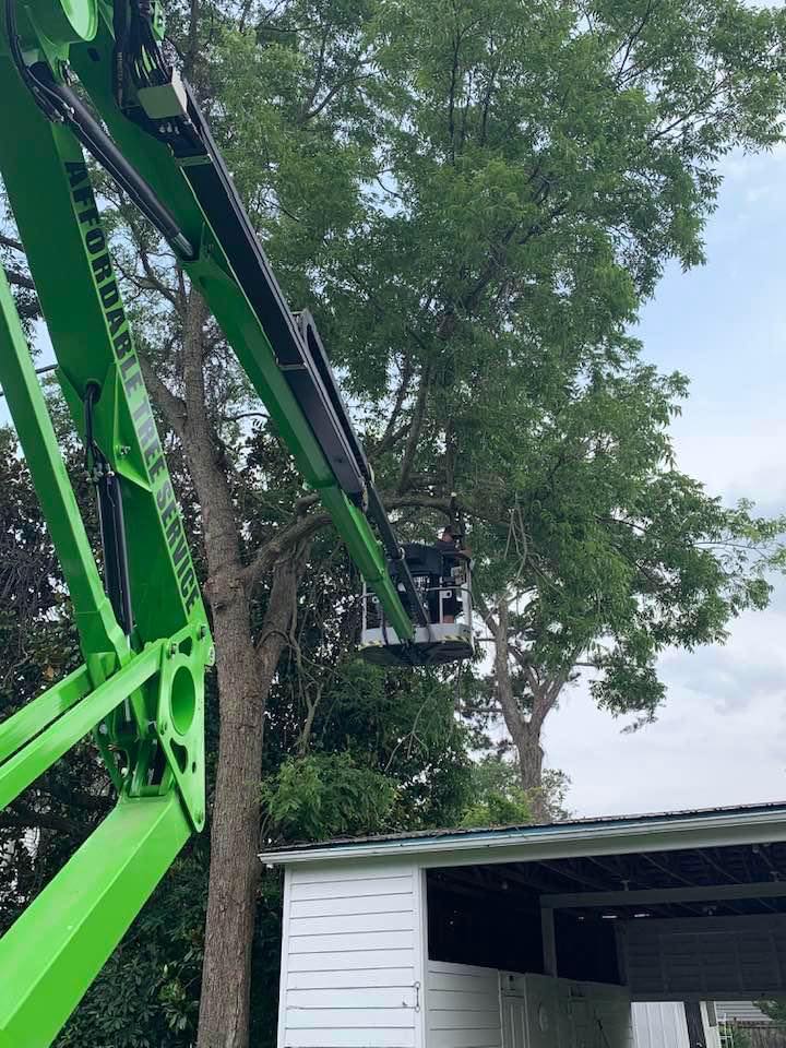 Affordable Tree Service Of Wilson, N.C. | Wilson NC