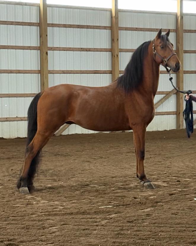 St. - Congratulations to the Forger family on their new member of the ...