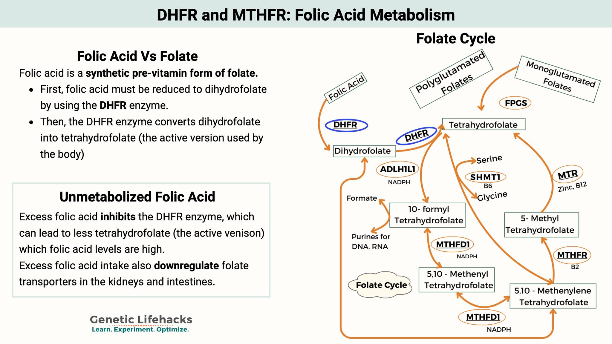 Genetic - Folic acid, a synthetic pre-vitamin form of folate (vitamin ...