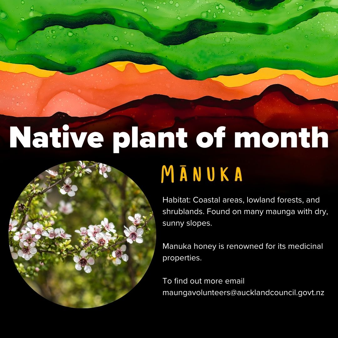 Love - 🌿 Native Plant of the Month: Mānuka 🌿 This hardy native thrives ...