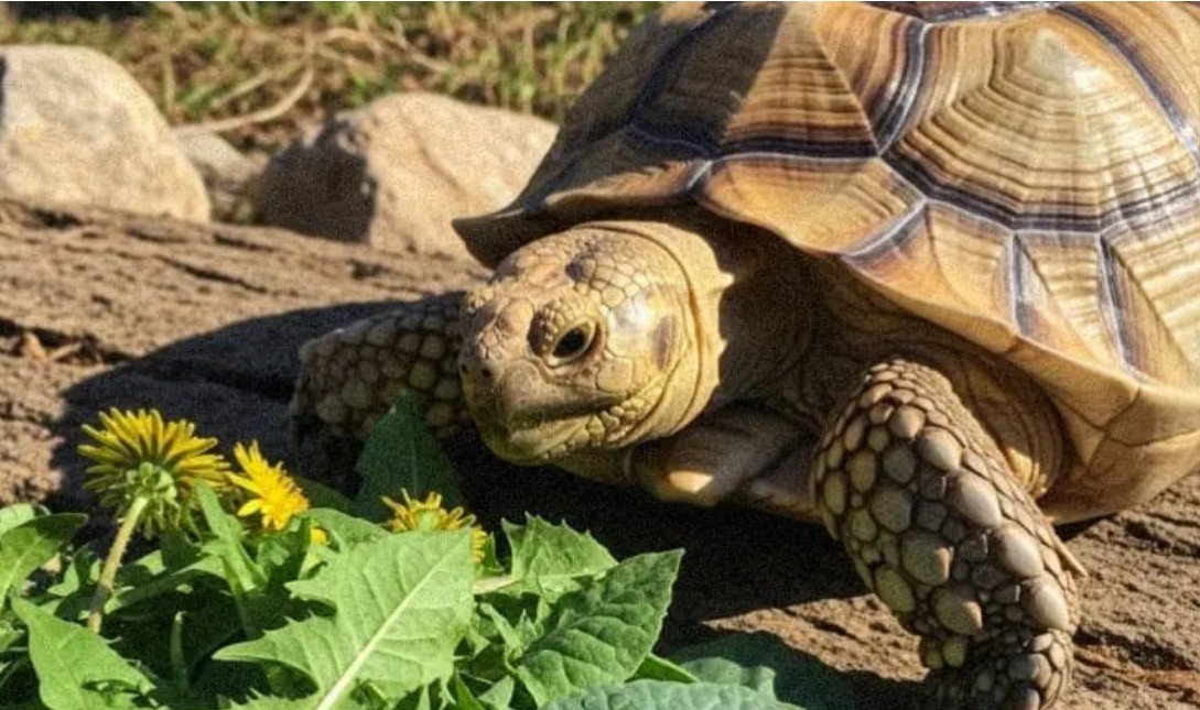 Tucker - How To Provide Calcium To Turtles? The Scary Truth About ...