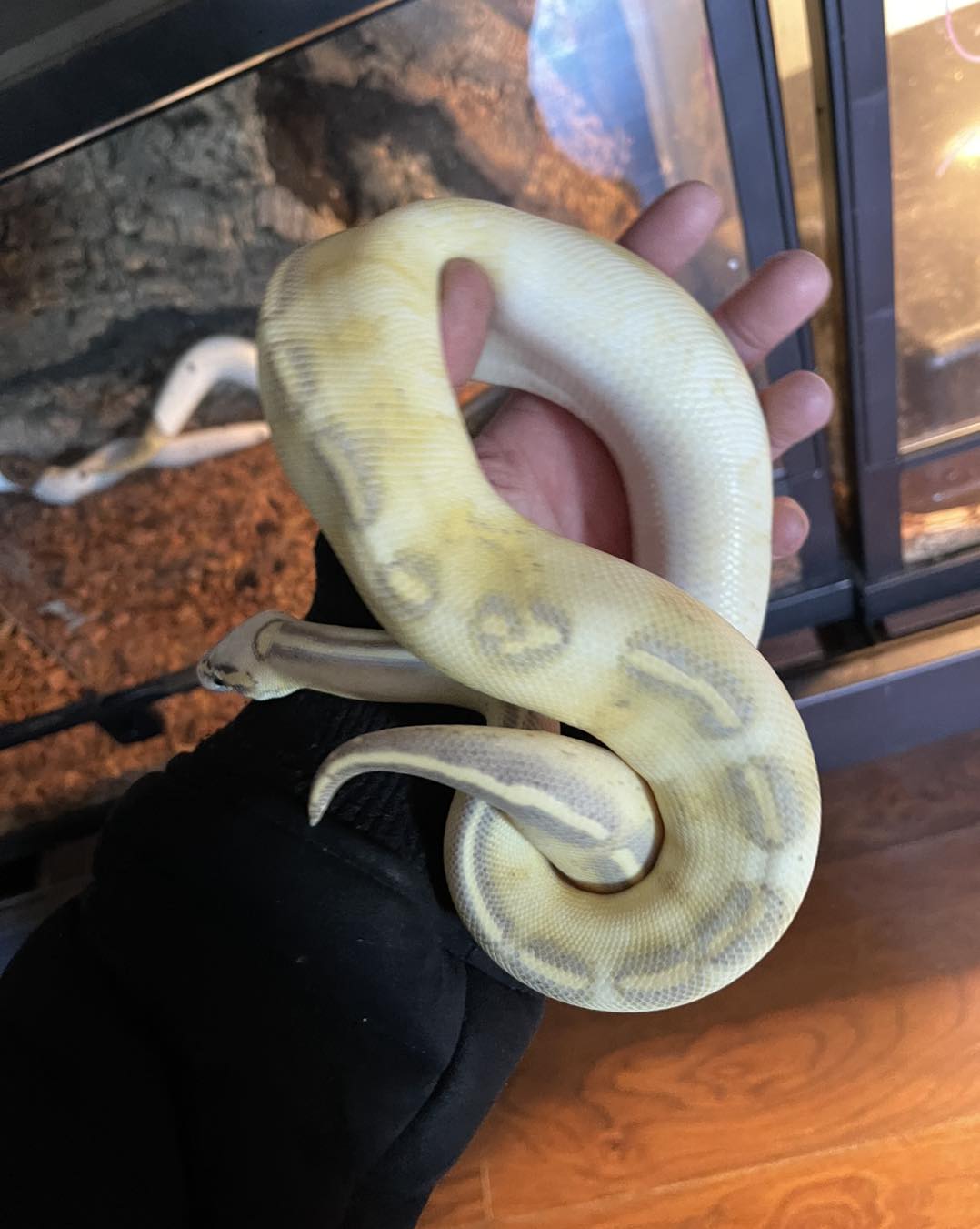 New ball python’s in stock... - Dinky Reptiles and Aquatics | Facebook