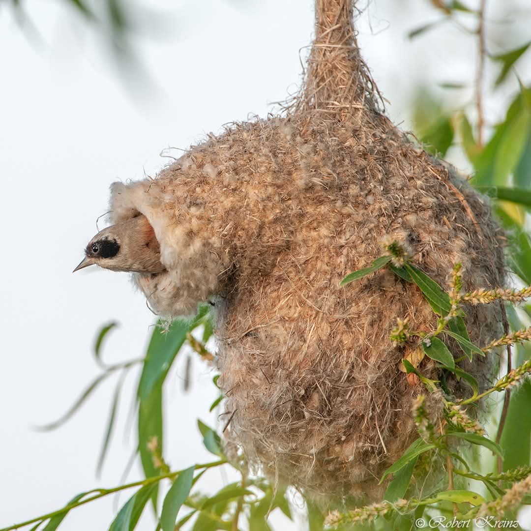 Grey Pendulin tit หรือ... - จับกระแสโลกโซเชียล | Facebook