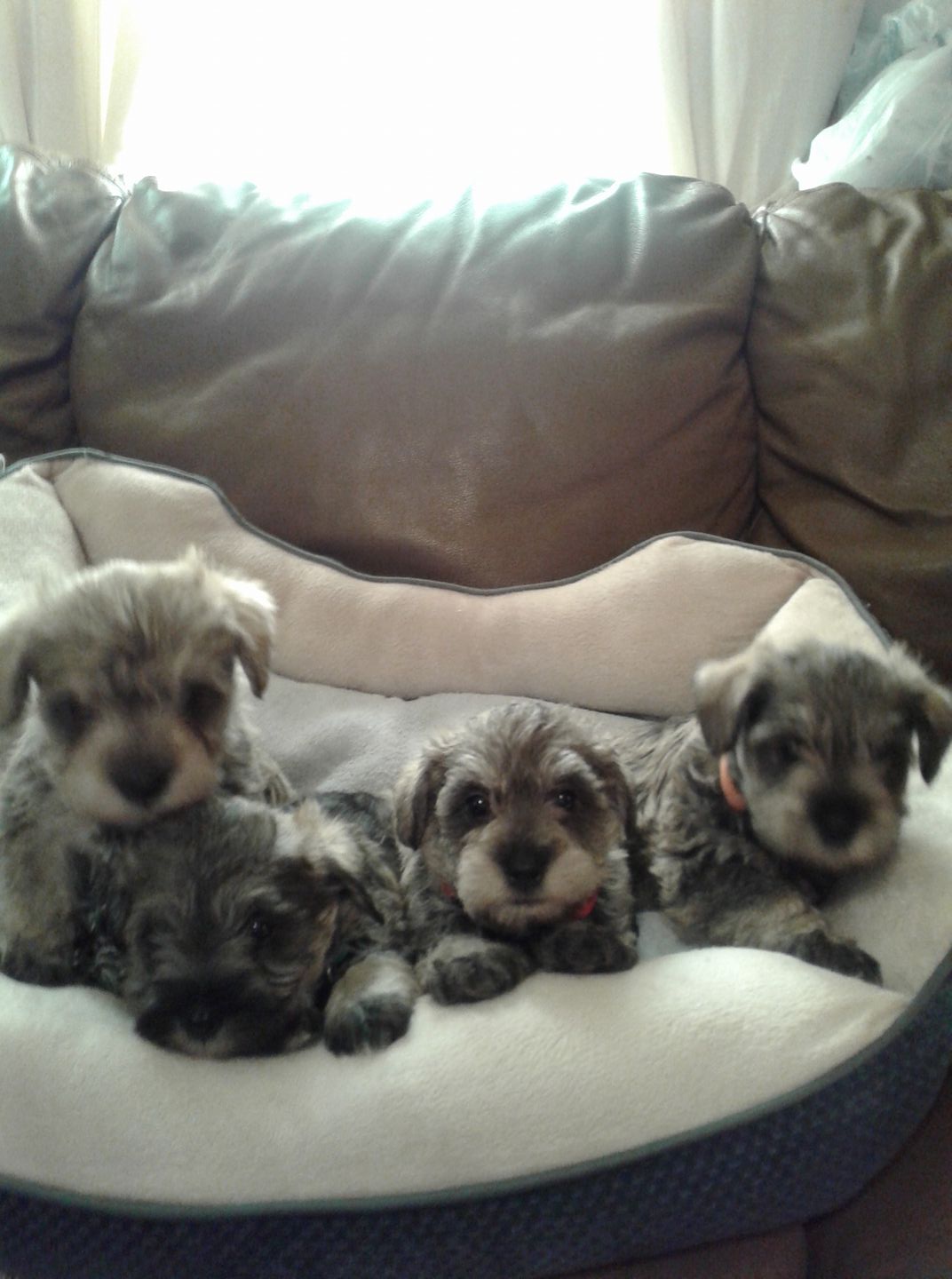 Shelli Bennetts Miniature Schnauzers & Schnoodles | Brighton MO