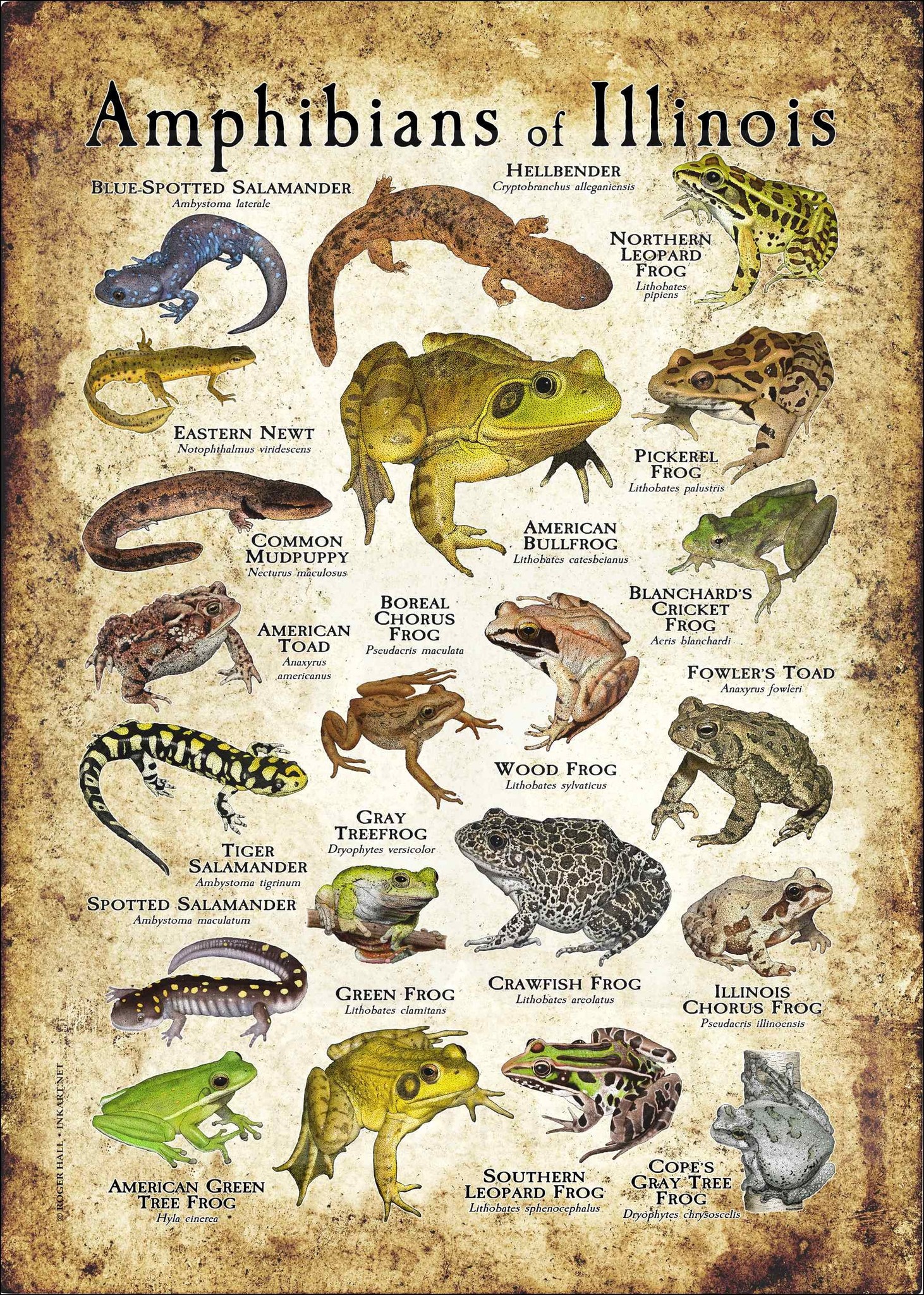 Ceres - Amphibians of Illinois poster by Roger Hall. | Facebook