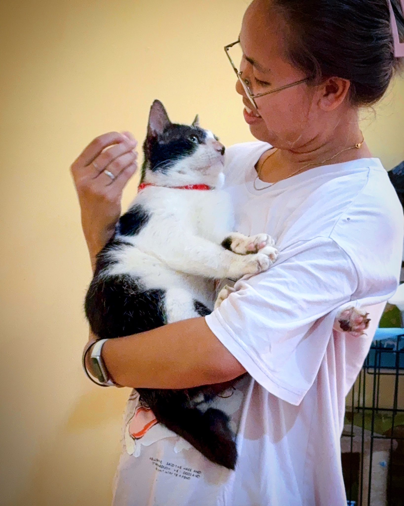 The Cat - Dapat alam natin ang ugali nila, medical condition, gustong ...