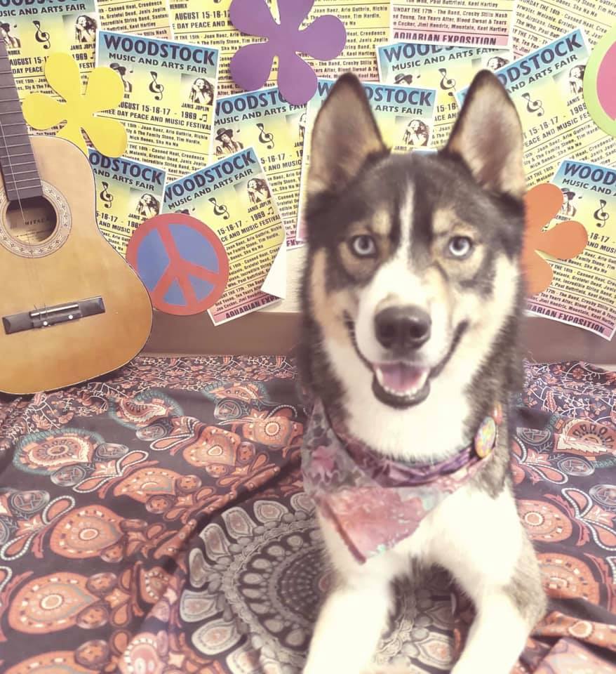 The Pet Resort on Main Home Facebook