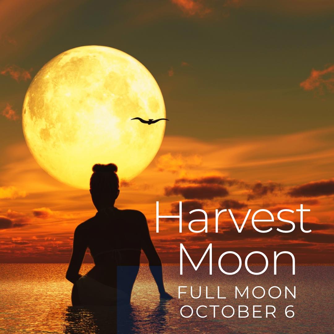 The Shabby - Harvest Full Moon – October 6, 2025 🌾 The Harvest Moon ...