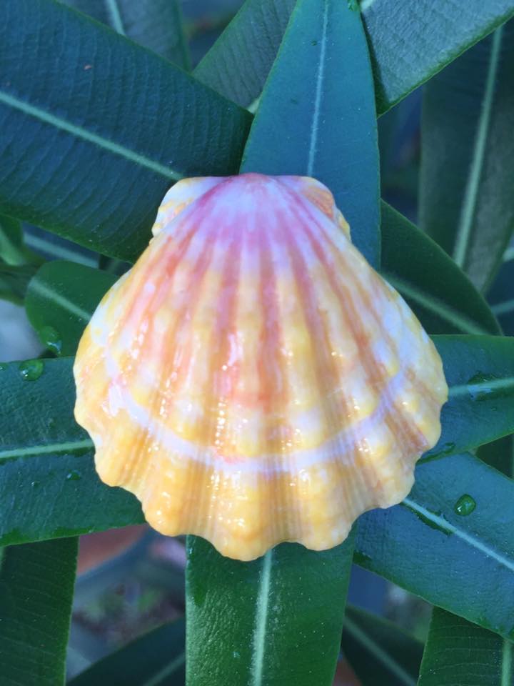 Aloha Shells | Haleiwa HI