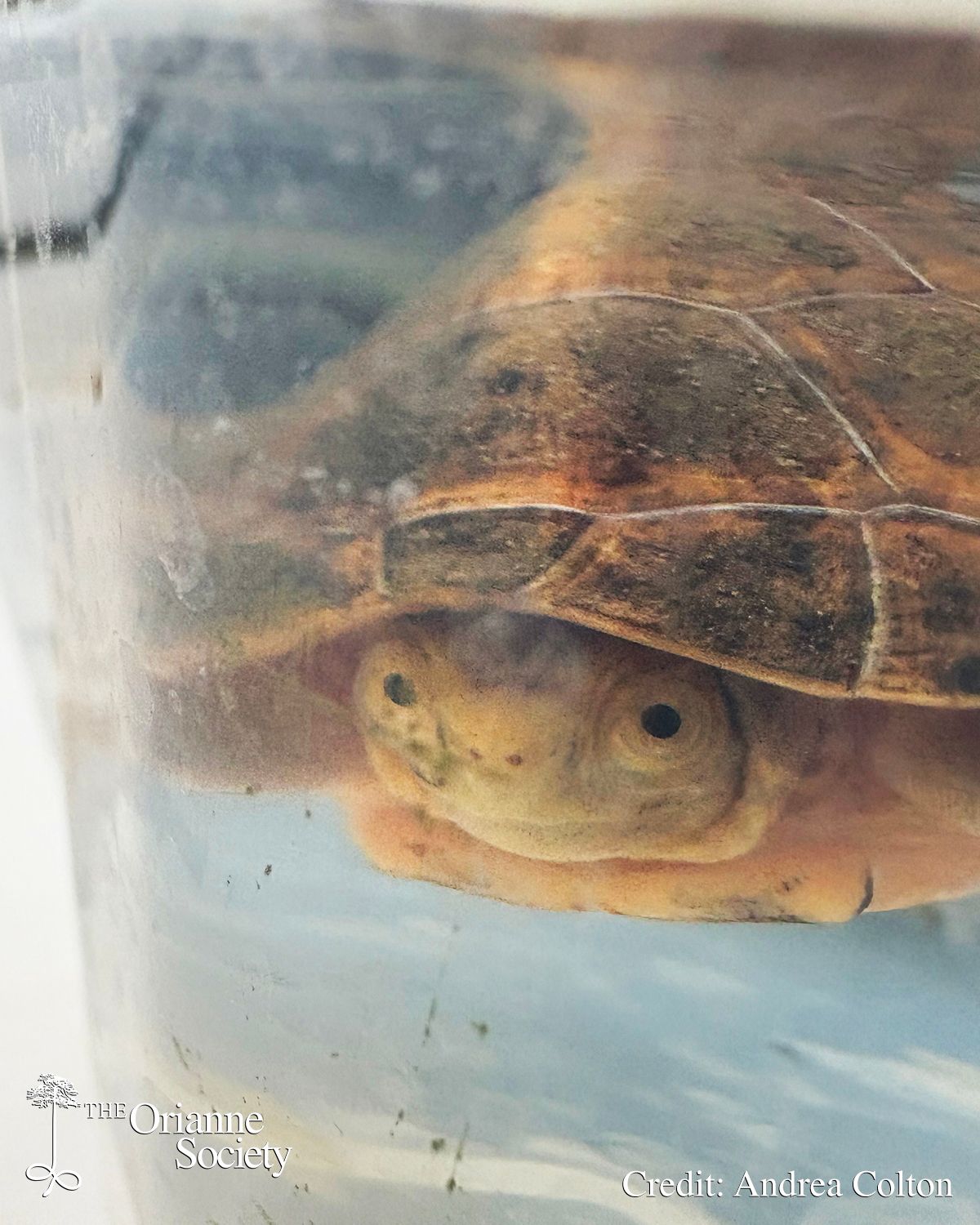 The Orianne - Andrea recently attended a meeting at the Turtle Survival ...