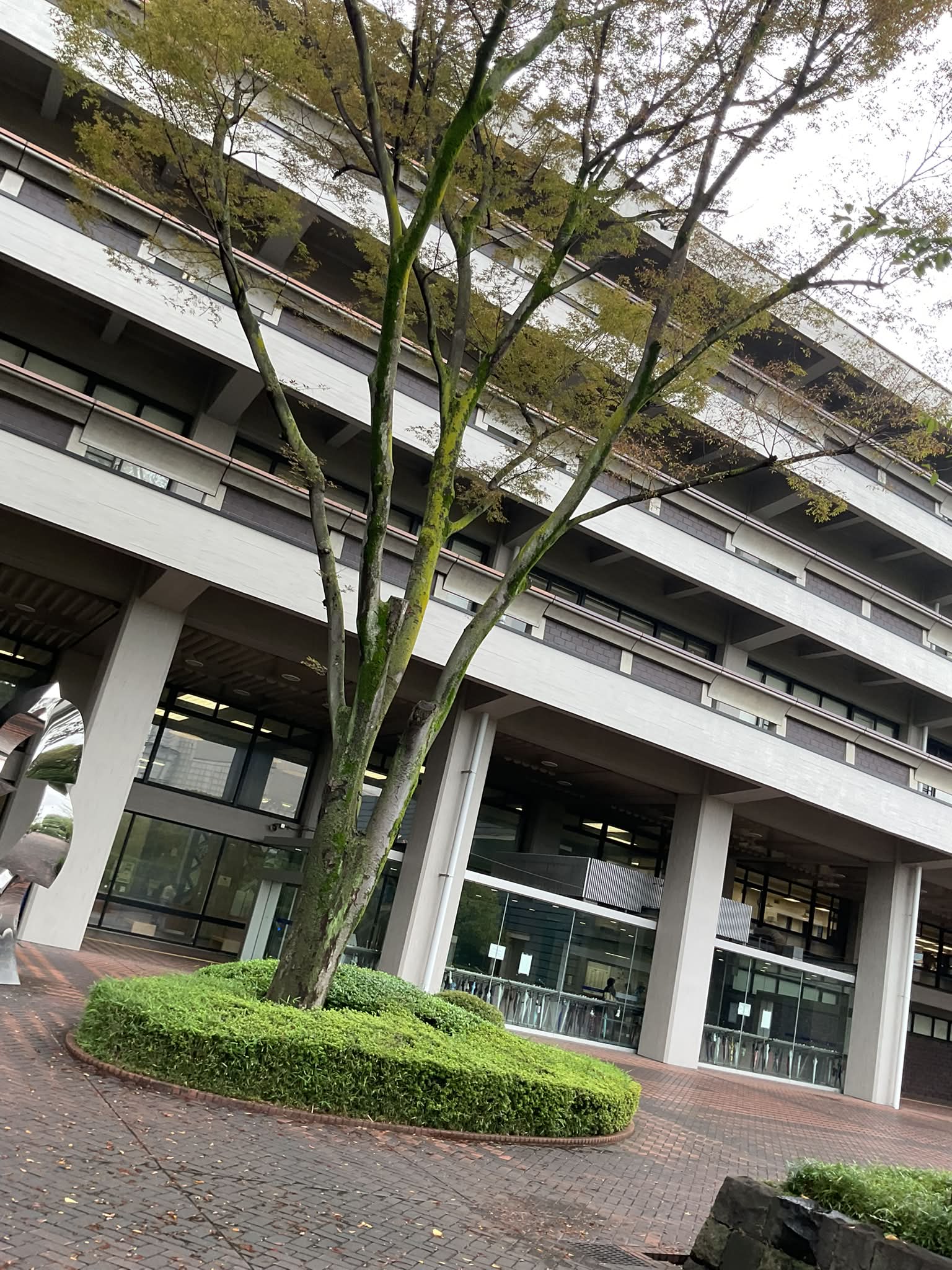 ゴーリーオバケクロツヤムシ Proculus goryi グアテマラに産する