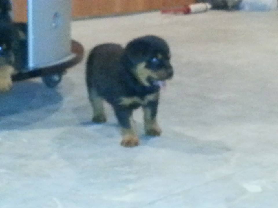 Dupree's Rottweiler Breeding Services. | Greenville NC