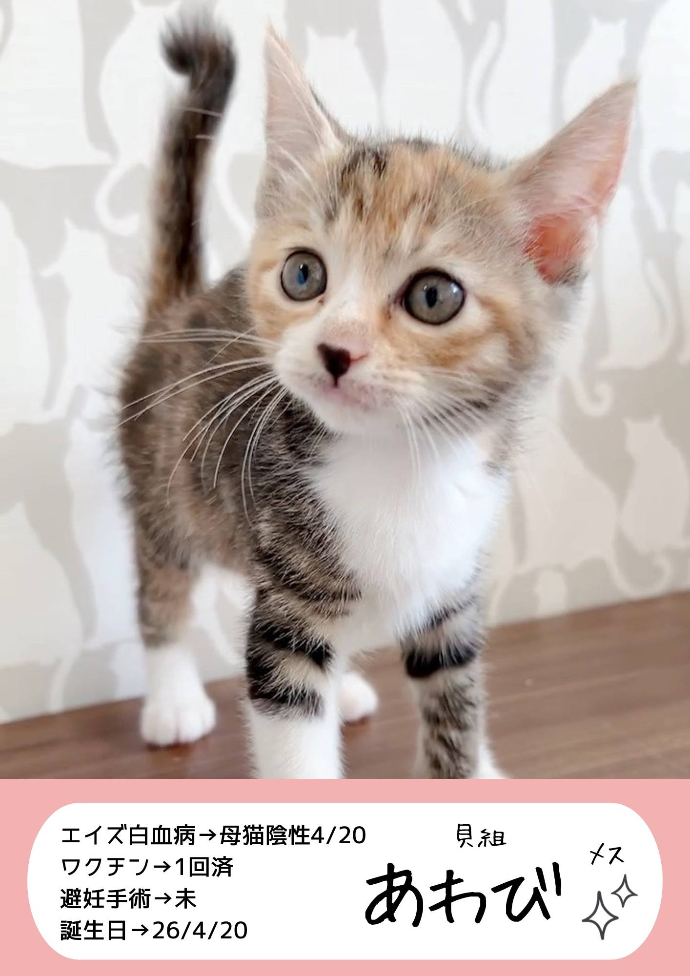 猫 ワクチン やめた