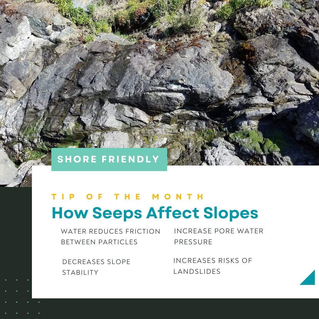 Swinomish - ⛲️What are seeps? Seeps are locations where groundwater ...