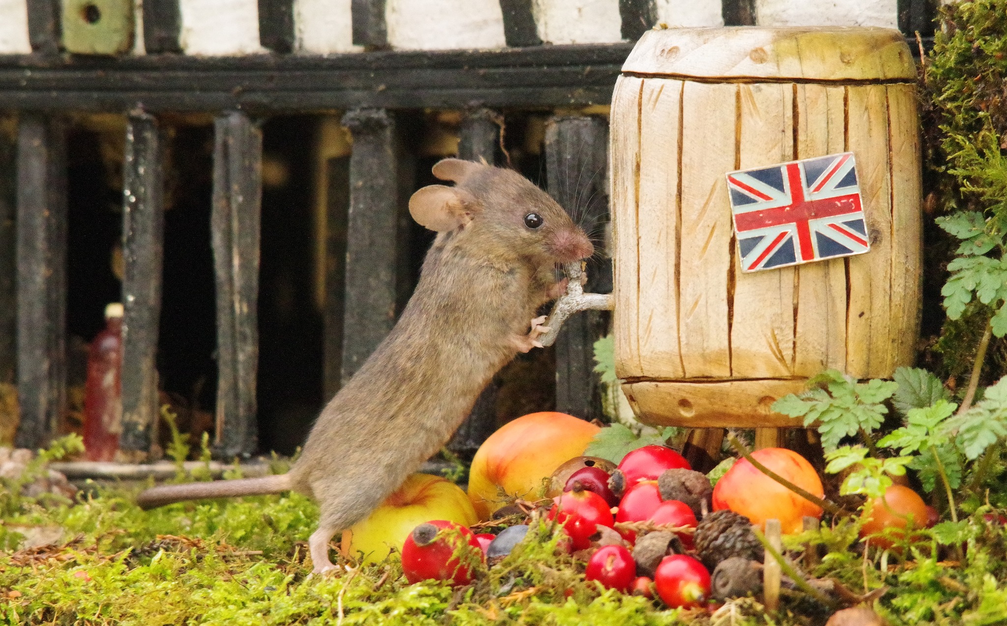 George the Mouse in... - George the Mouse in a log pile house